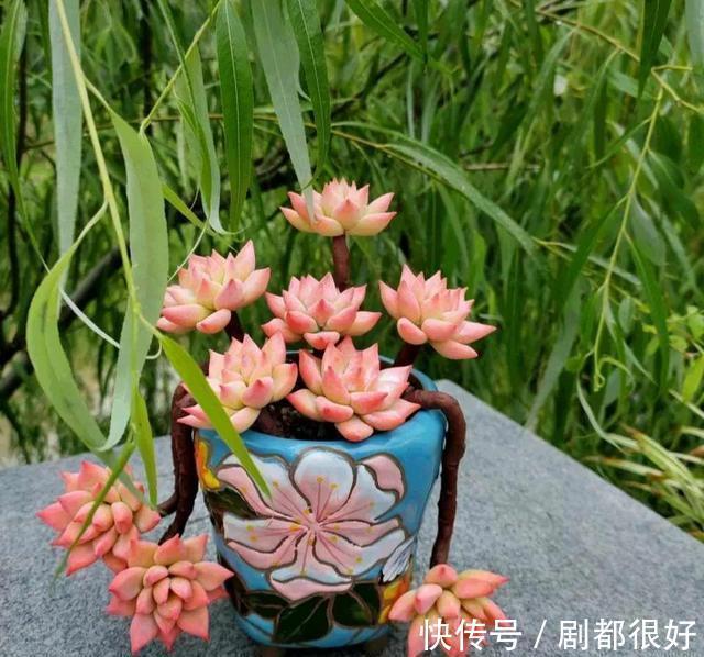 浇水|秋季养多肉,学会三个关键点,上色快,变成大肥肉