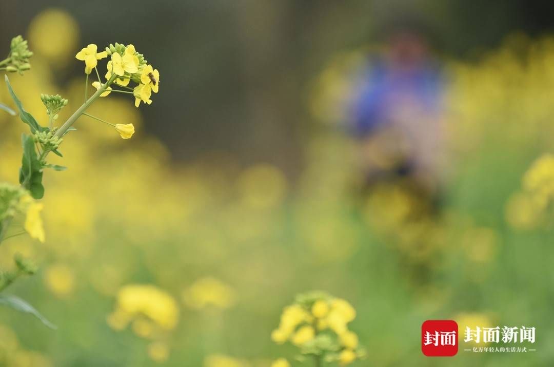 赏花|成都郊外油菜花已悄然绽放周末搭上开往春天的地铁去赏花踏青