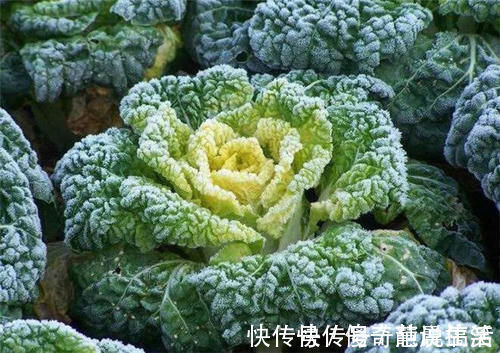 白萝卜|霜打过的菜为何甜？这4种菜不怕冻，别错过最后一种，越冷越好吃