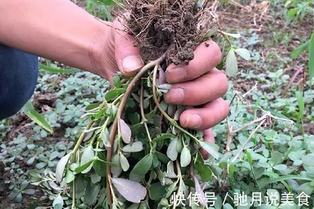 凉拌|夏季野外随便挖,农民却有妙用,南北方都爱吃,城市只卖3元一斤