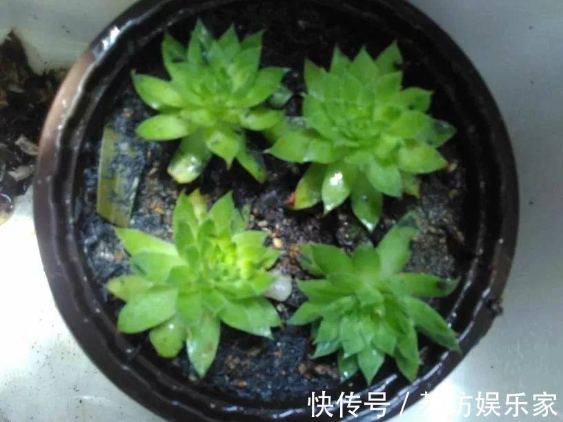 自制养花杀菌水,7天浇一勺,花不生虫不烂根