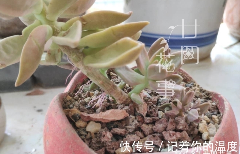 肉肉|多肉枯叶有4种原因,有的要及时摘,有的不能摘,有的要抢救
