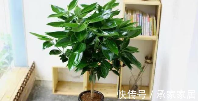 绿植|4种霸气侧漏的“丑绿植”,四季油绿寓意好,是家庭盆栽佳品