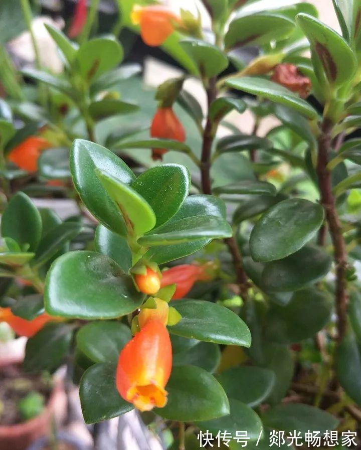 金鱼吊兰这么养，1年四季都能开花，小金鱼噗噗冒！