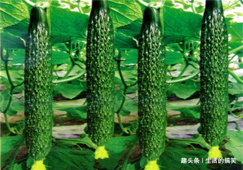 黄瓜|女性到了中年,不妨多吃四种食物,排毒抗衰,清理肠胃,滋补身体