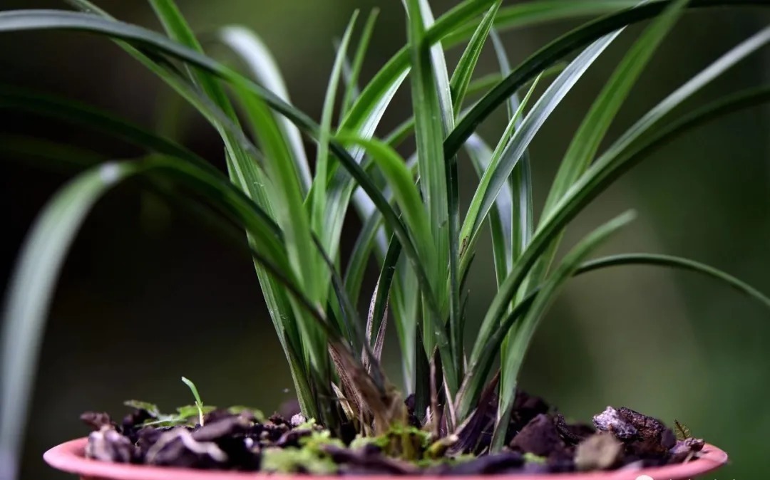 矿泉水|夏天兰花不好养？这4个坑不要再踩了，新手兰友都做过