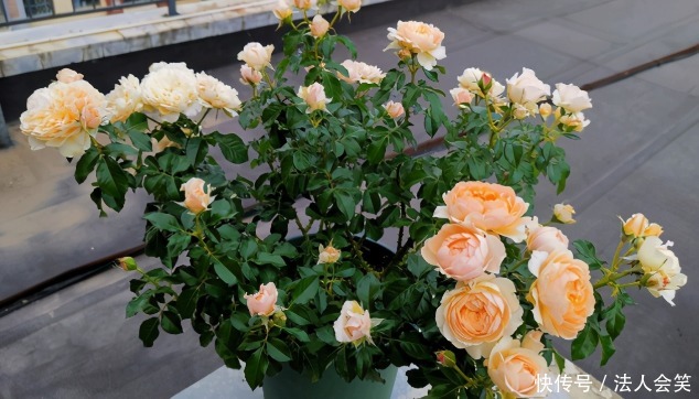 花友们|为什么有人养花能事半功倍?诀窍就是多实践这3点