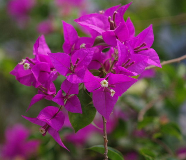 三角梅不开花喝了3种“催花水”,冒满枝的花,花开娇艳爆满盆