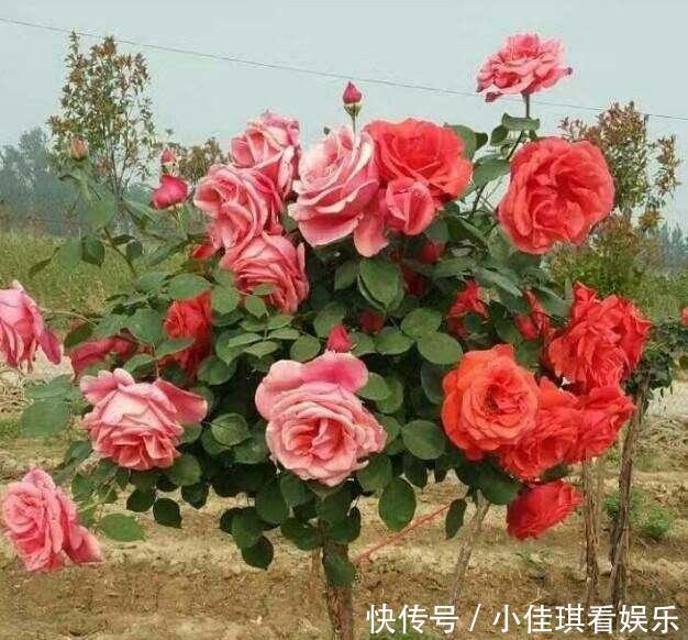 少抽两包烟,也要种此花,一年花开280天,一株开三色,埋土就活