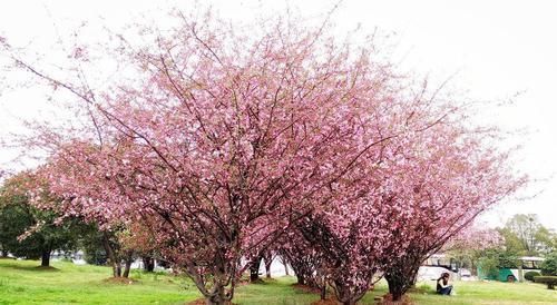 桂花|家门前别乱种树,这3种树镇宅又养人,很多人都忽视了