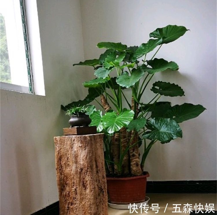 四种不宜养在室内的花，长得好看，却带毒，尽量别养在室内