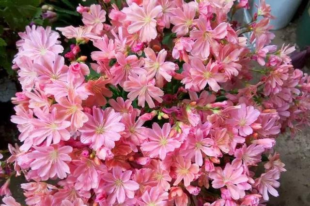 这花像长寿花一样好养，全年不间断的开花，太美了