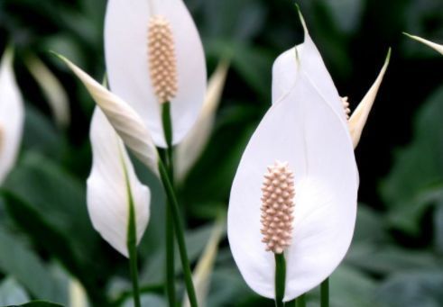 最香的几种花，全年开花不停，花色艳丽，花开枝繁叶茂，美