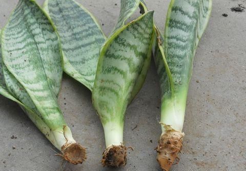 新芽|盆栽的虎皮兰僵住了,不发新芽也不死,是扔还是留?