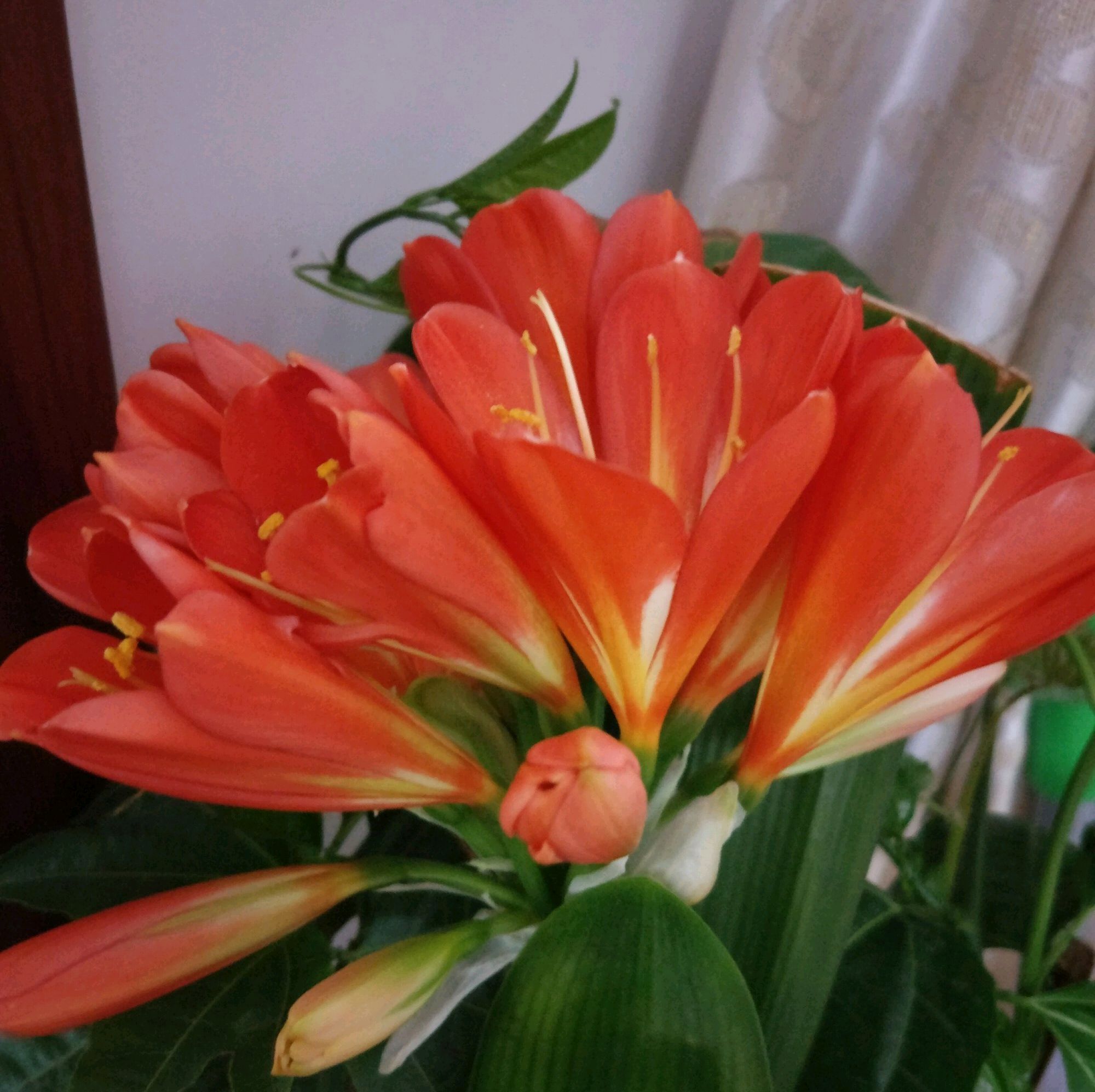 根部|君子兰根部冒出小芽怎么办只需5个步骤,一盆变多盆很简单