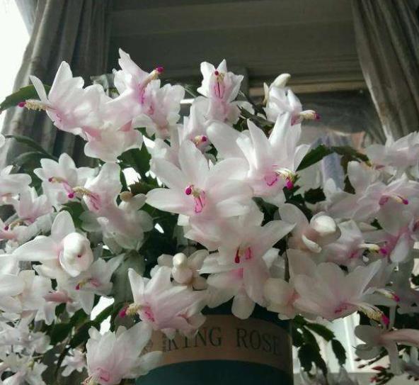 家里有个小窗台,摆上一种漂亮花,好养好看能开整个冬