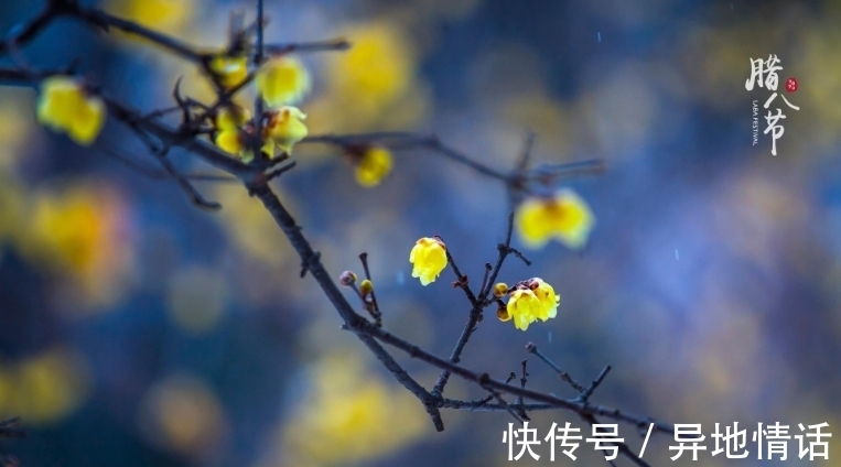 传统节日#诗词鉴赏-腊八|十二首有关腊八的古诗词,带给你不一样的腊八节