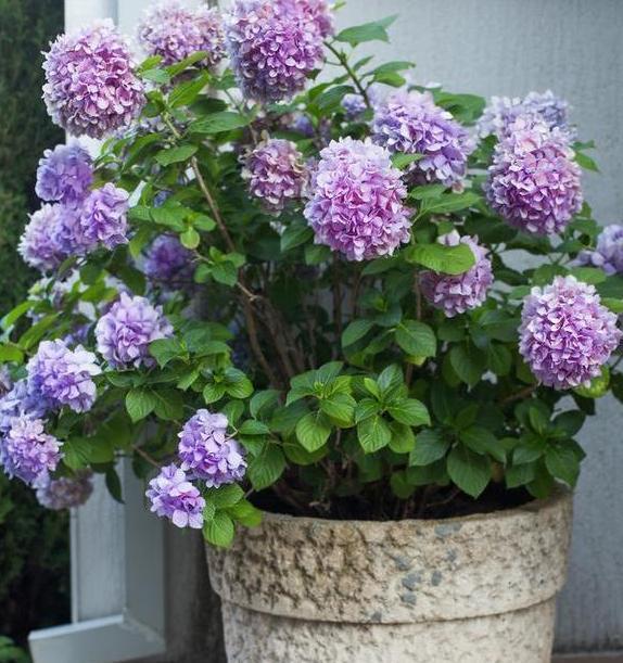 容器|家里有大水缸不要丢,拿来养花做容器,废物利用好处多