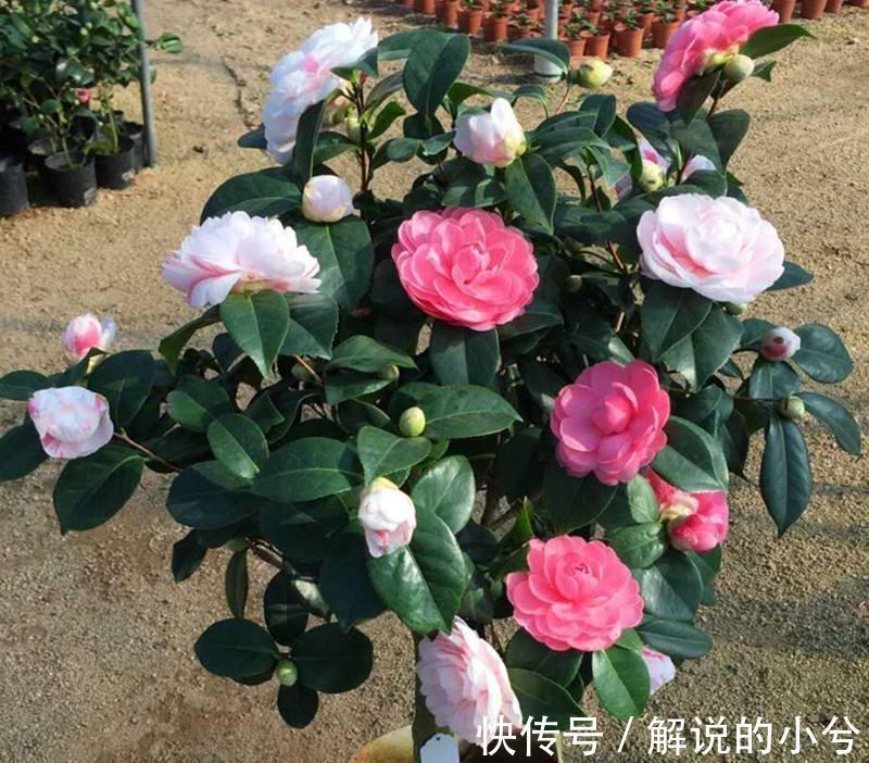 天冷就养“3种花”,耐寒好养,花儿朵朵开,又美又娇艳