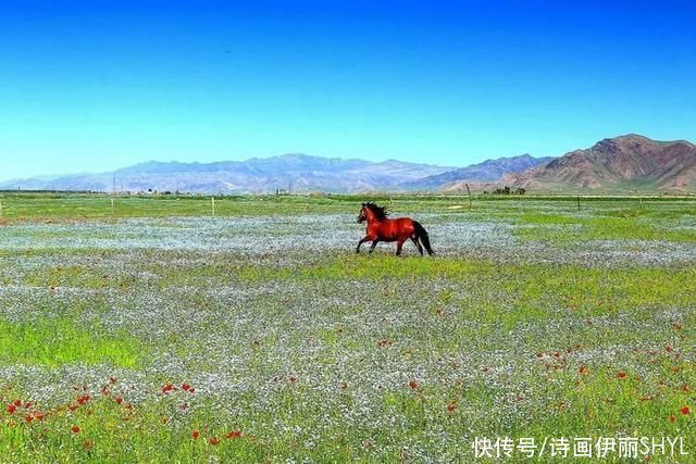 伊犁河谷:天山红花几月开?