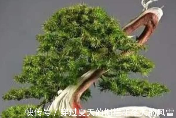 这4种花，养在家旺财又“镇宅”，比绿萝、发财树还要强100倍
