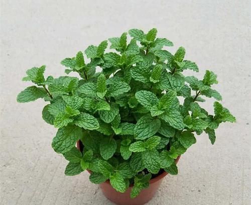 文竹养不好?喂点救命肥,1年新芽窜不停,邻居、朋友都学习