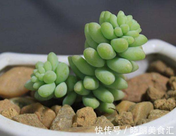 玉露|呆萌多肉植物小盆栽,看看你认识几个生活充满小情趣