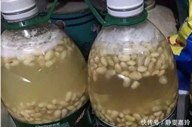 黄豆、豆渣养花有“技巧”,这样处理一下,效果比花肥强,很实用