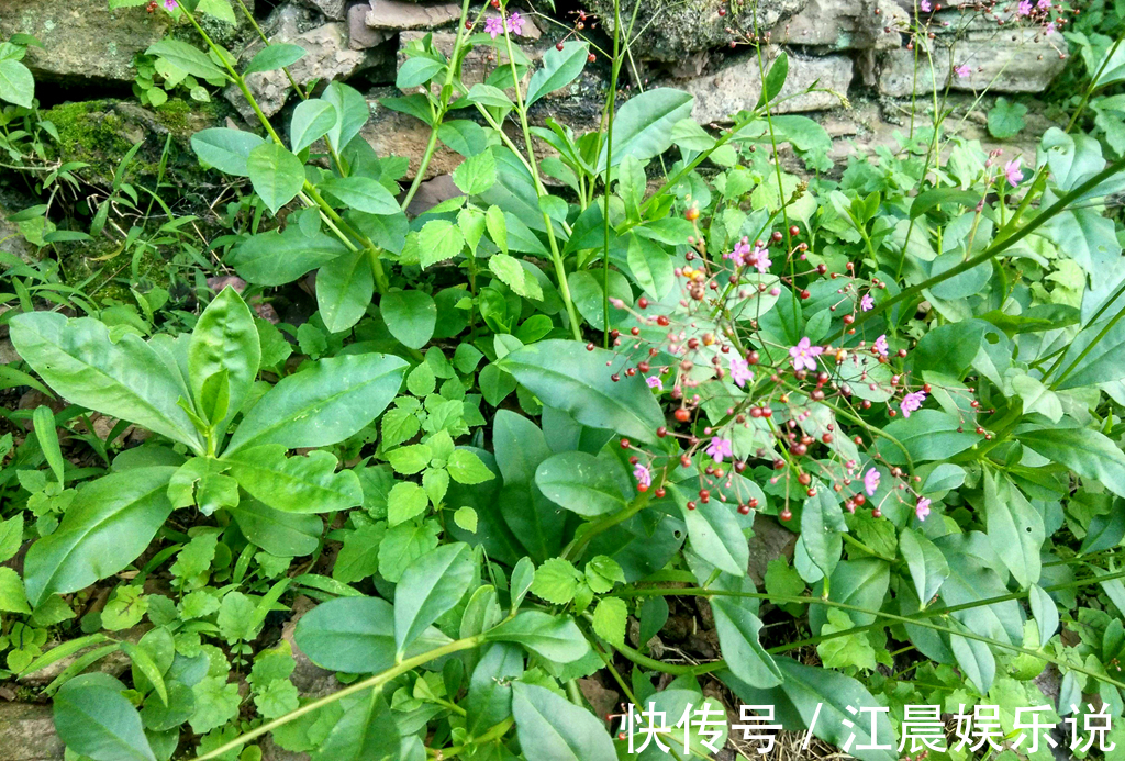 人参三七|山里的一种野草,人称“人参三七”,农民用来煮面条吃,农村也少