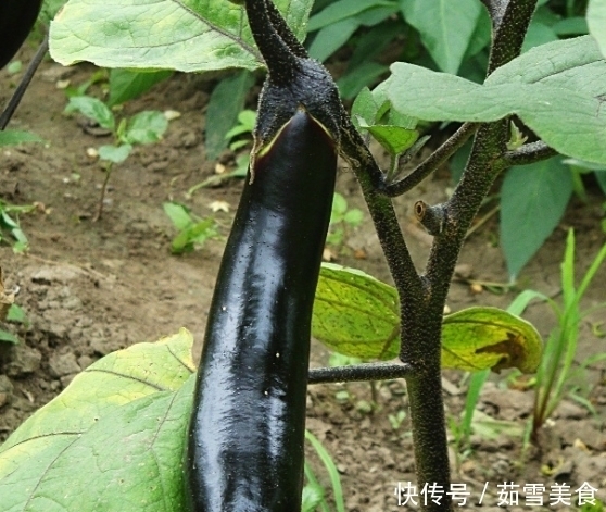 买茄子时,挑“直的”还是“弯的”?很多人不懂,难怪茄子不好吃