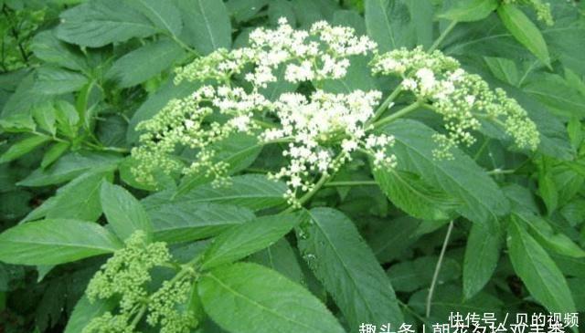 此种植物常长于房前屋后,曾经被人们所忽视,殊不知可入药