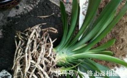 柳树枝|张大爷养君子兰,入秋就浇2种水,一年最少2次花,太养根了!