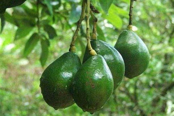 洋槐花|聪明女性常食四种食物,淡化色斑,润肤美白,皮肤更加水灵