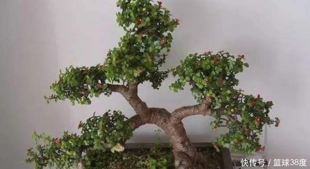 盆景|养金枝玉叶不能懒,耐心掌握4个“要点”,快速养成高颜值盆景