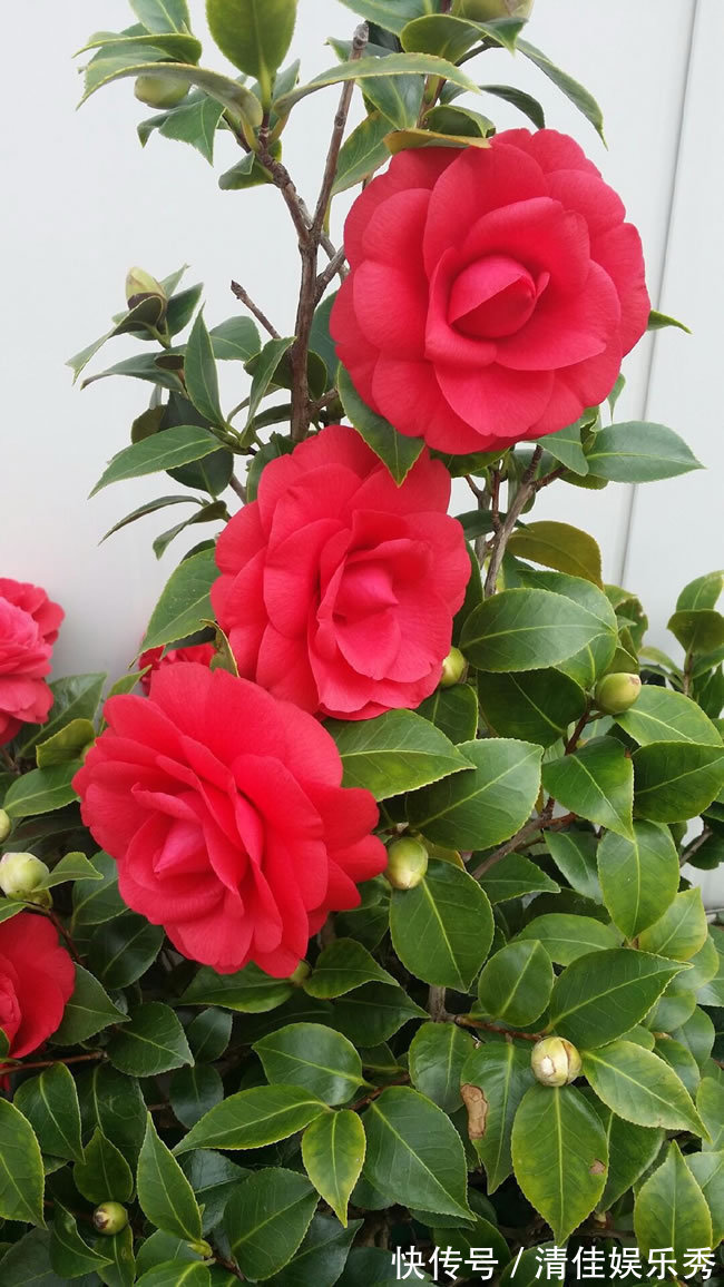 吉祥花|3种“老花树”,能活一百年,冬天不怕冷,开满“吉祥花”