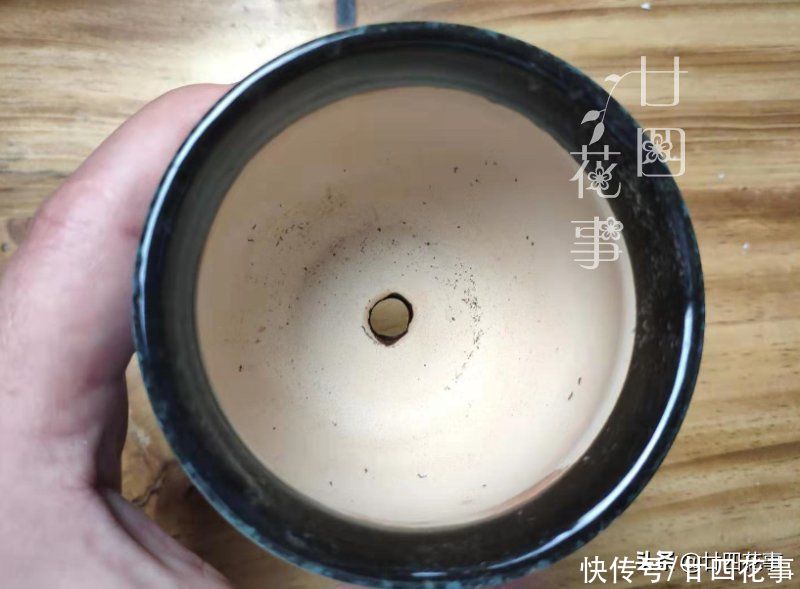 肉肉|多肉烂根变萎蔫，逃不过3个原因，对症处理恢复快