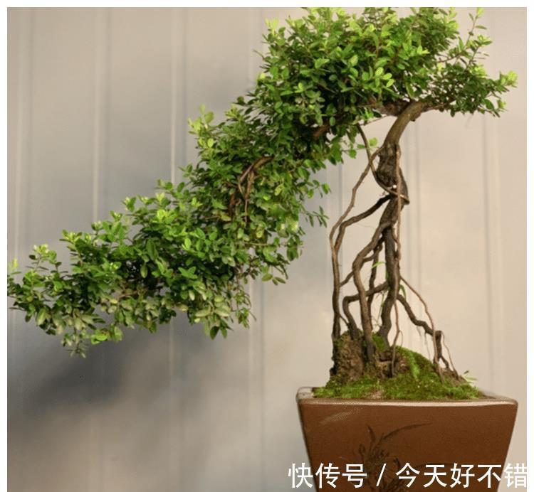 铁包金盆景怎么养?盆景爱好者:一切适量搭配,后面就靠时间雕琢