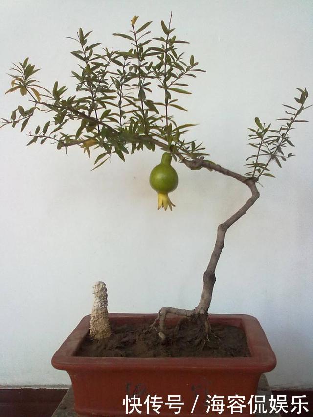 苗子|石榴盆景外形美,根系却无法附在石头上,巧用塑料瓶就解决