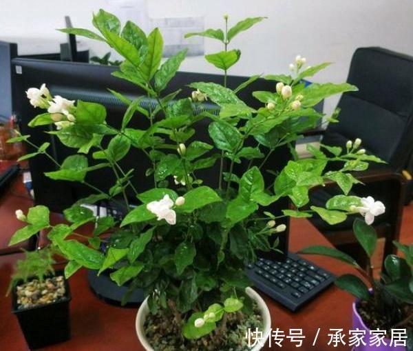 秋天养茉莉?进入“虚弱期”,养壮是关键,明年开花翻一倍
