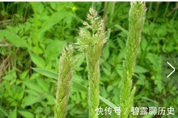 杂草|农村常见的野草，牛都不吃，是老中医用来治疗“关节痛”的良药