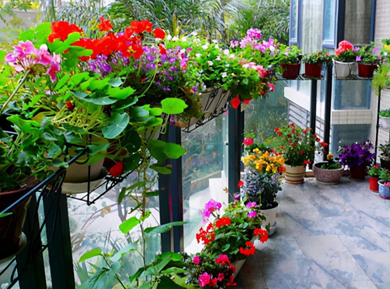 春日养花,常见这些“害虫”该怎么治疗?用它就不用喷药