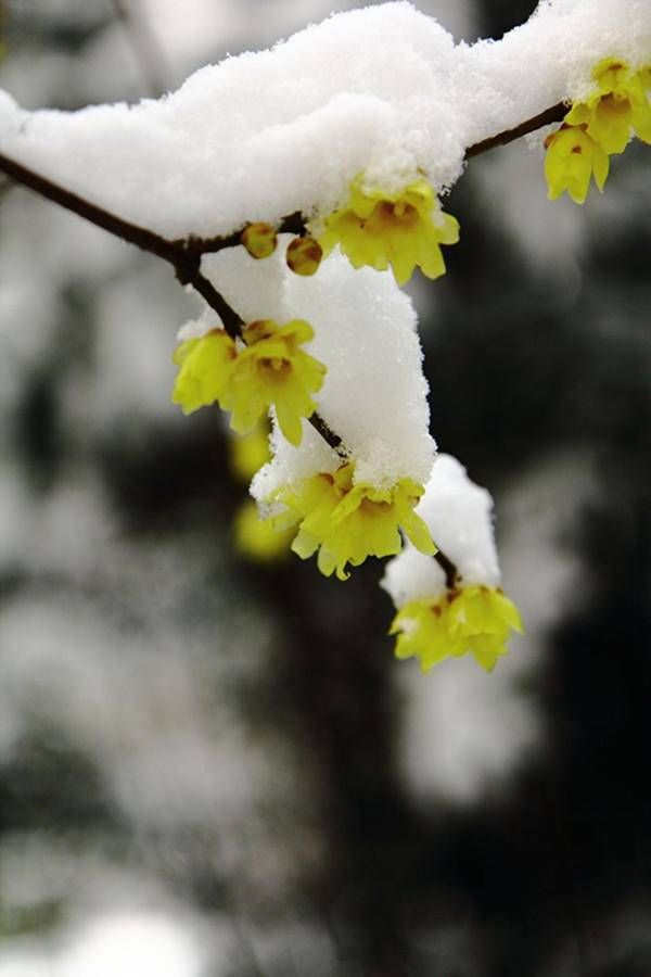 双环亭|肖复兴：春雪中的邂逅