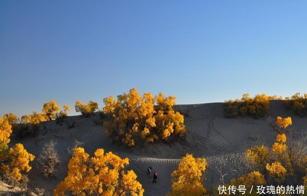 青海格尔木胡杨林世界海拔最高、世界最美