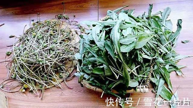 夏季|蒲公英可以直接晒干泡茶吗？弄清楚才能喝得放心，夏季消暑必备