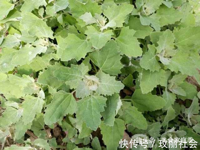 好吃|农村“超好吃”的5种野味,用来做菜特别香,但经常被误认成野草