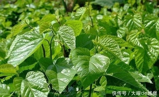 白發|白發不用染,農村常見葉子來洗頭,堅持半月,能讓頭發烏黑亮麗