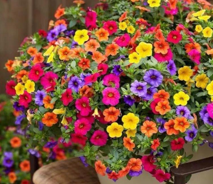 春天养花,不妨养这几款花,花大色艳很漂亮,谁养谁爱