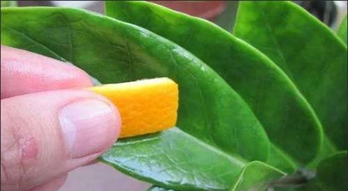 橘子皮养花,效果不比花肥差,实用简单效果好,啥花都喜欢!