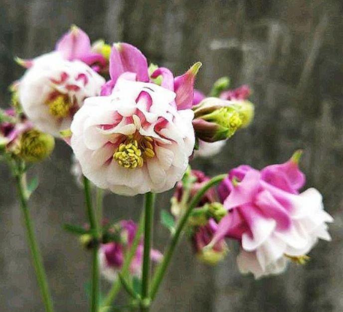 阳台|懒人最适合养“4种花”,枝叶茂盛,四季开花,阳台变“花海”!