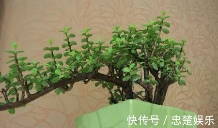 金枝玉叶怎么养才爆盆做到5点金枝玉叶很快枝繁叶茂青翠欲滴